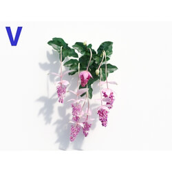 Maxtree-Plants Vol08 Medinilla Magnifica 02 