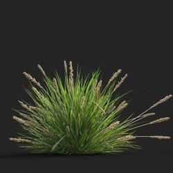 Maxtree-Plants Vol20 Carex appressa 01 02 