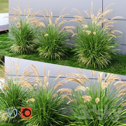 Plant - Ornamental grass Fountaingrass green 
