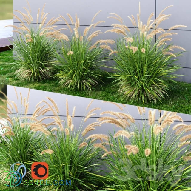 Plant - Ornamental grass Fountaingrass green