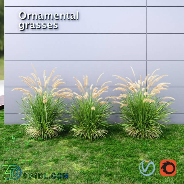 Plant - Ornamental grass Fountaingrass green