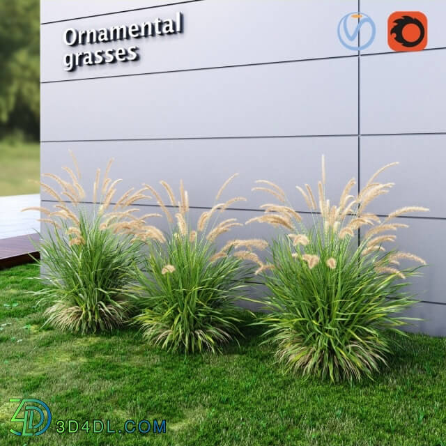 Plant - Ornamental grass Fountaingrass green