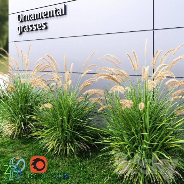 Plant - Ornamental grass Fountaingrass green