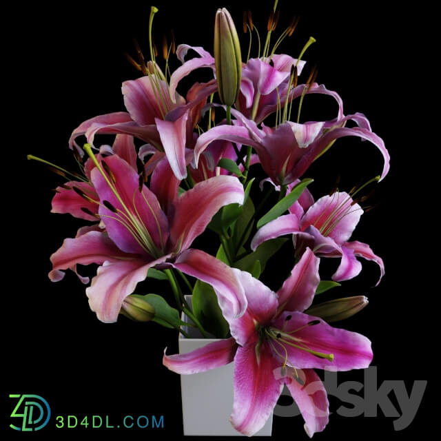 Plant - Lily bouquet