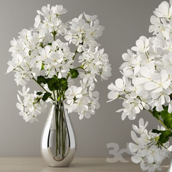 Plant - Geranium bouquet 