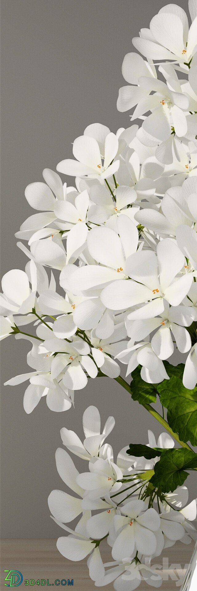 Plant - Geranium bouquet