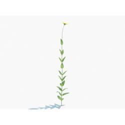 Maxtree-Plants Vol03 Helianthus microcephalus 01 