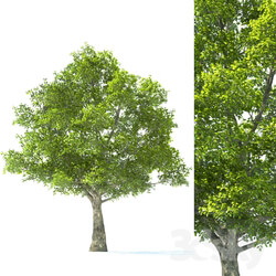 Tree - Tilia Tree - 10m Height - Tree Set 01 