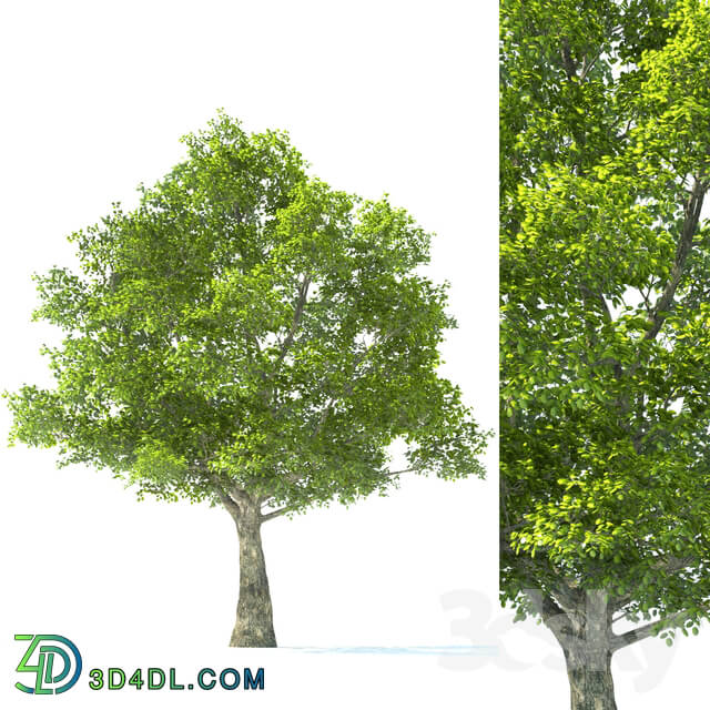 Tree - Tilia Tree - 10m Height - Tree Set 01