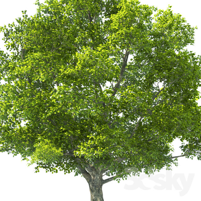 Tree - Tilia Tree - 10m Height - Tree Set 01