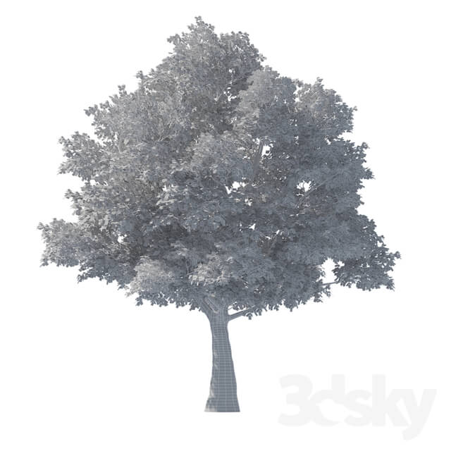 Tree - Tilia Tree - 10m Height - Tree Set 01