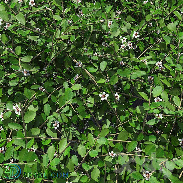 Plant - Hedge. Cotoneaster.