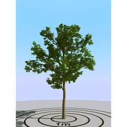 3dMentor HQPlants-01 (007) ash tree 