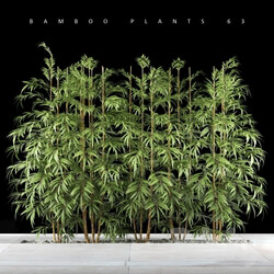 Plant - BAMBOO PLANTS 63 
