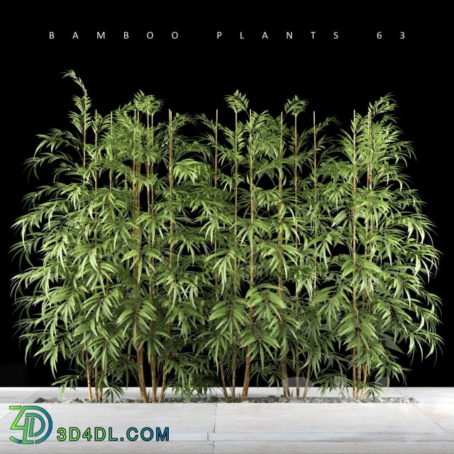 Plant - BAMBOO PLANTS 63