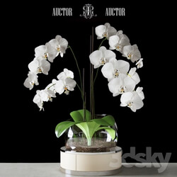 Plant - Orchid ART Auctor 