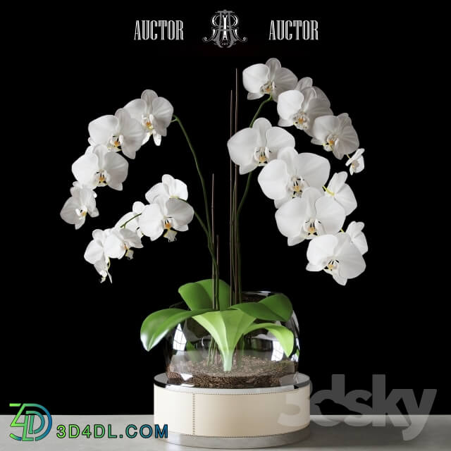 Plant - Orchid ART Auctor