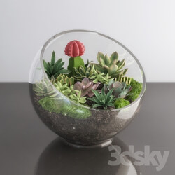 Plant - Succulents in glass bowl 
