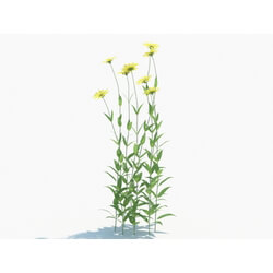 Maxtree-Plants Vol03 Helianthus microcephalus 02 