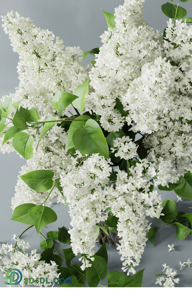 Plant - Lilac