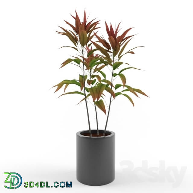 Plant - Cordyline Fruticosa