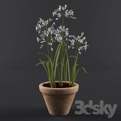 Plant - Agapanthus in pot 