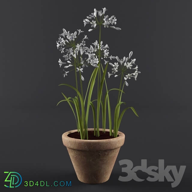 Plant - Agapanthus in pot