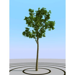 3dMentor HQPlants-01 (008) ash tree 