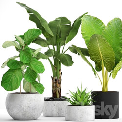 Plant - Collection of plants in pots 36 