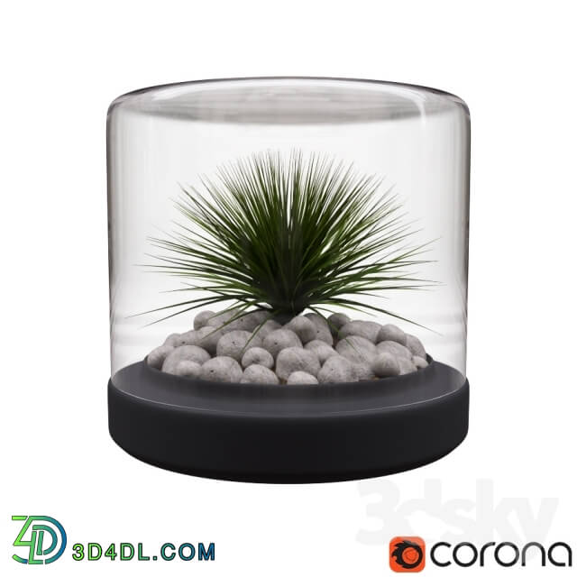 Plant - Vase with grass