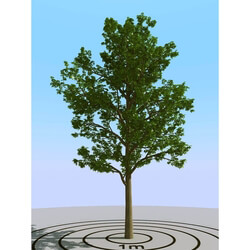 3dMentor HQPlants-01 (009) ash tree 