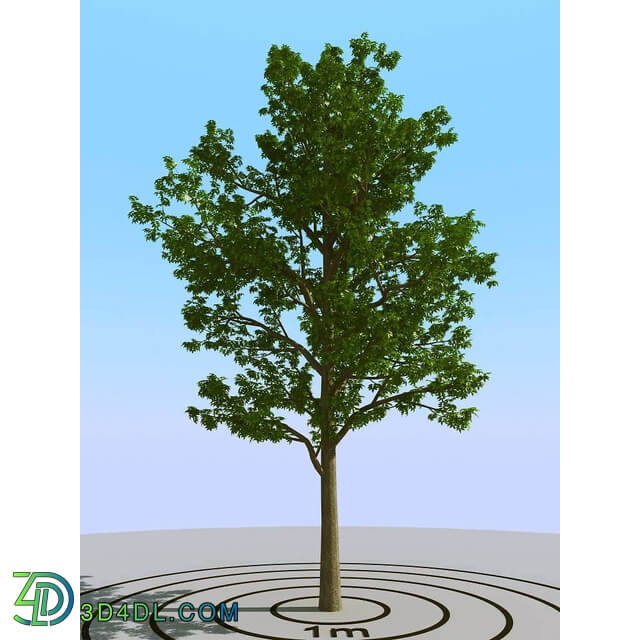 3dMentor HQPlants-01 (009) ash tree