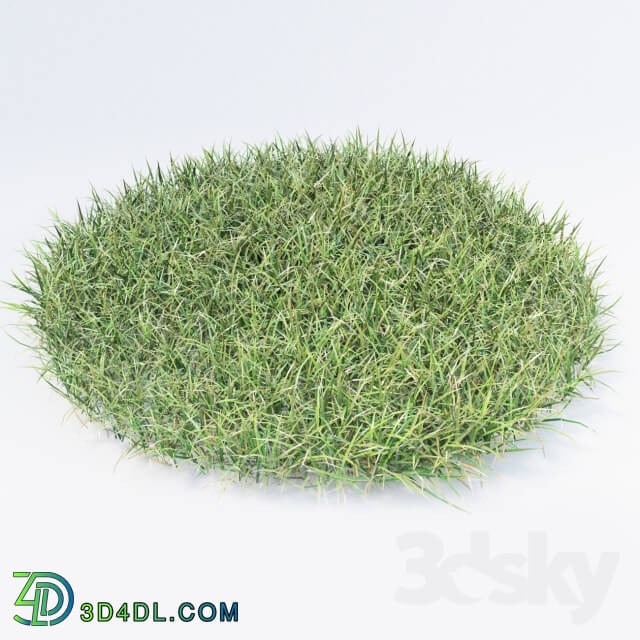 Plant - grass