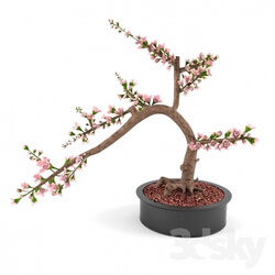 Plant - Cherry blossom Bonsai 