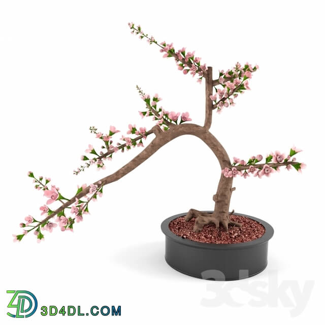 Plant - Cherry blossom Bonsai