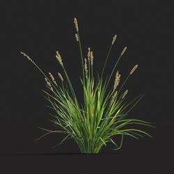 Maxtree-Plants Vol20 Carex appressa 01 06 