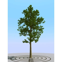 3dMentor HQPlants-01 (010) ash tree 