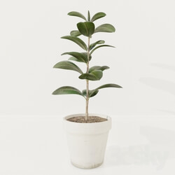 Plant - Ficus plant 