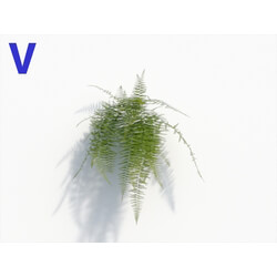Maxtree-Plants Vol08 Microlepia Strigosa 04 