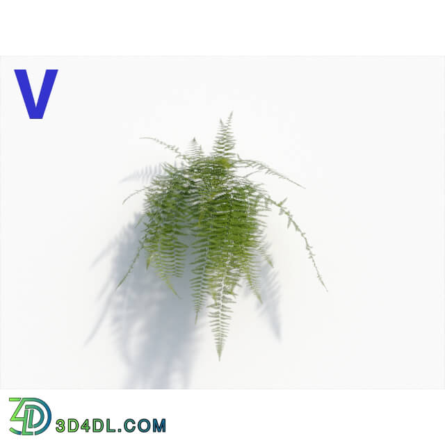 Maxtree-Plants Vol08 Microlepia Strigosa 04