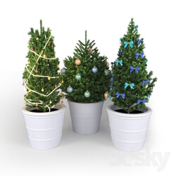 Plant - Christmas tree 