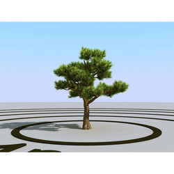 3dMentor HQPlants-02 (023) bonsai pine 