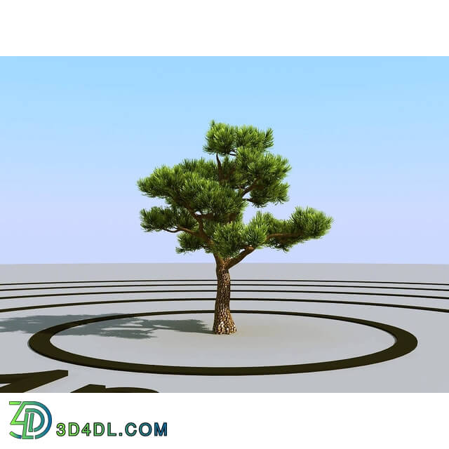 3dMentor HQPlants-02 (023) bonsai pine
