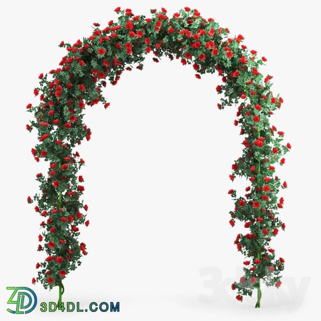 Plant - Rose Arch