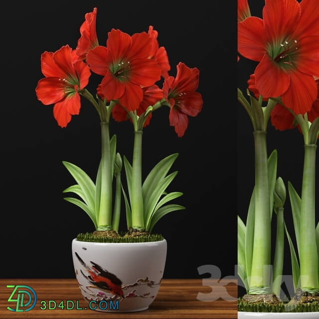 Plant - RED AMARYLLIS