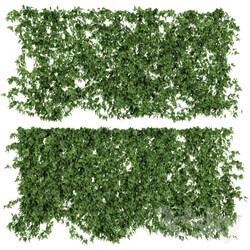 Plant - Wall of ivy leaves v2 