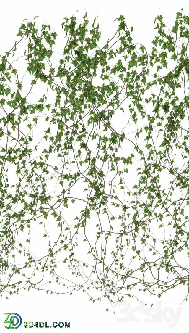 Plant - Wall of ivy leaves v3