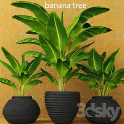 Plant - Banana palms. 3 pcs. 