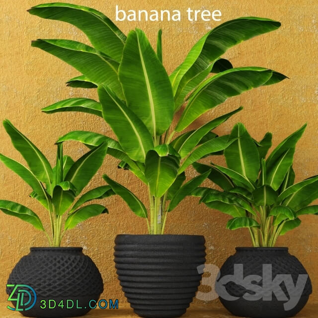 Plant - Banana palms. 3 pcs.