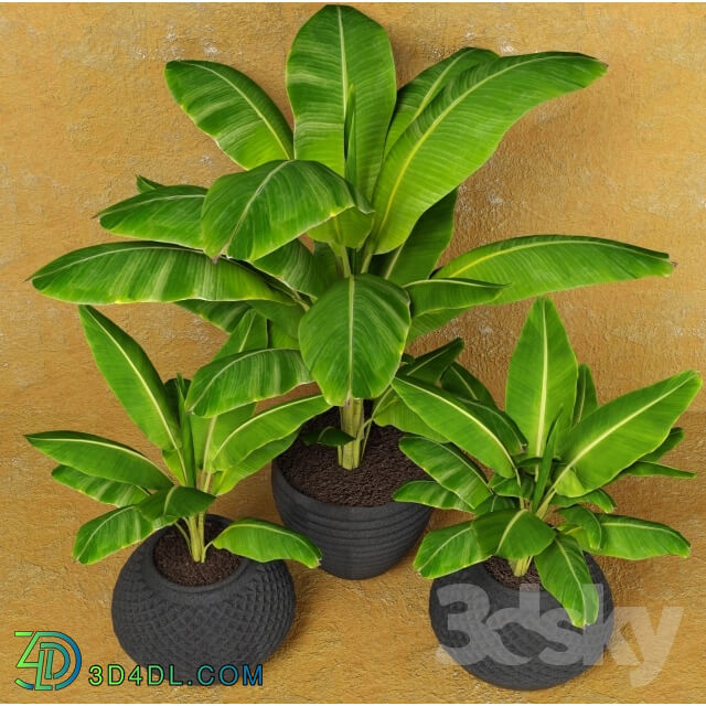 Plant - Banana palms. 3 pcs.